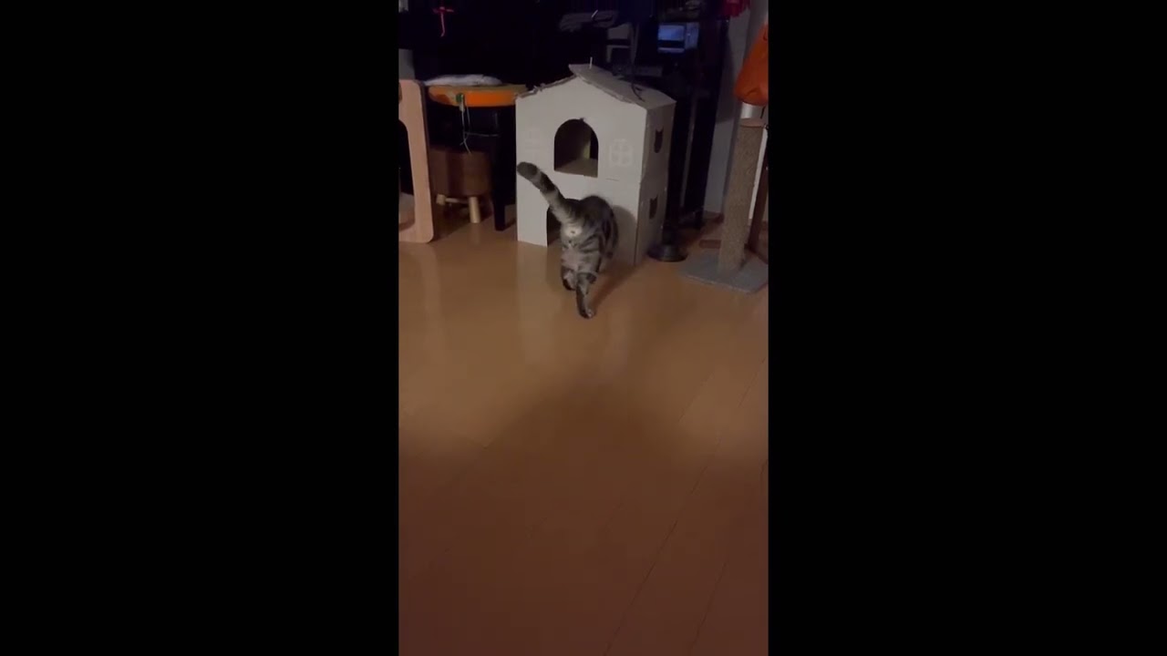 頭隠して 取れない 猫 アメリカンショートヘア cat たろう