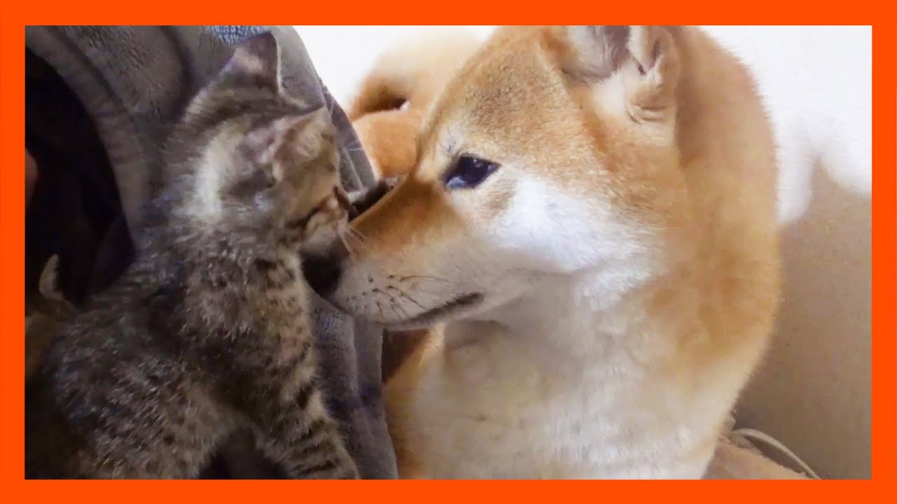 【R村の歴史】子猫と柴犬と飼い主でお昼寝をしようとすると子猫が顔をペシペシしてきてそれどころじゃない笑