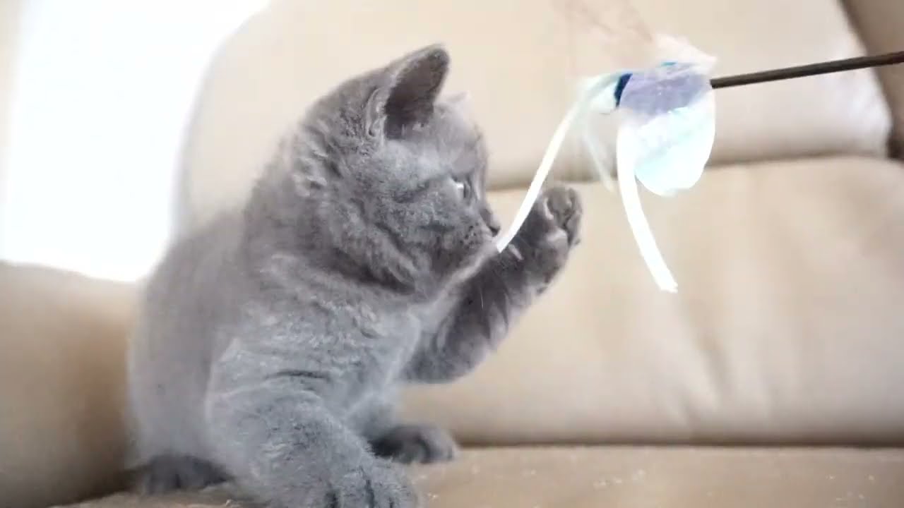 ブリティッシュショートヘアー子猫　British Shorthair　2023.7.10産まれ　ブルー　男の子　シーダキャット猫のお店
