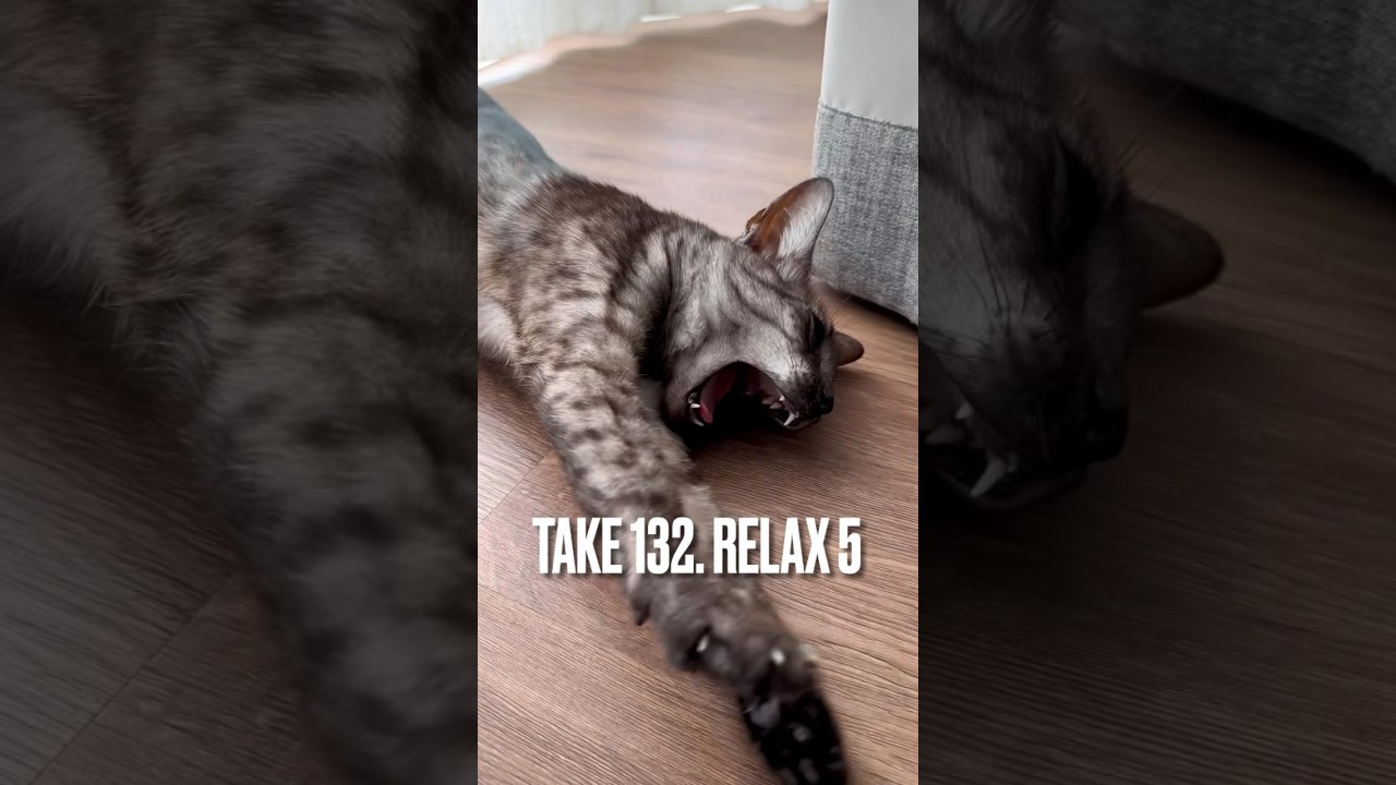 【#窓辺 で#まったり猫 にゃ】#溶ける #猫のあくび #ねこのいる生活 #リラックス #relax #エジプシャンマウ #猫 #ねこ #shorts