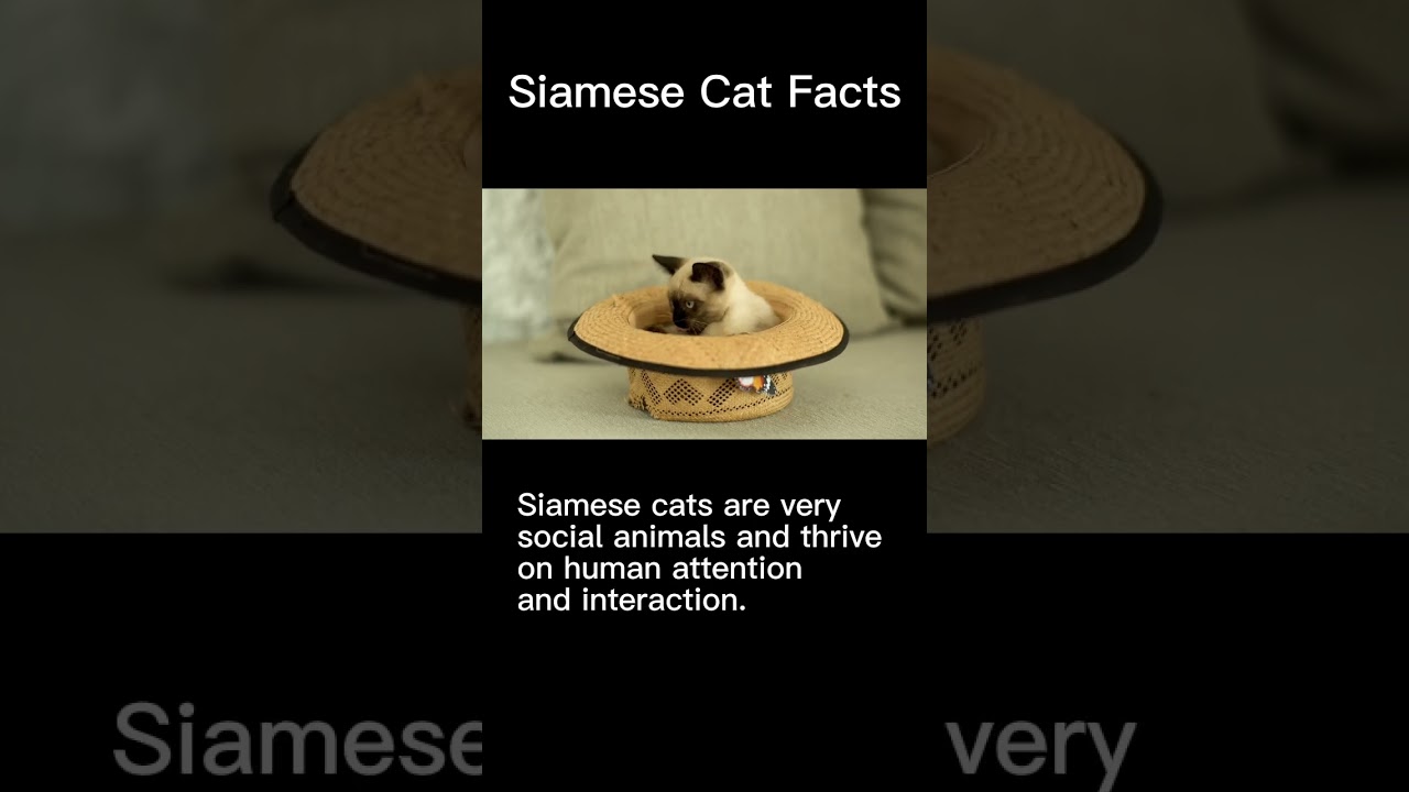 5 #domesticcats (SIAMESE) Fun Facts.