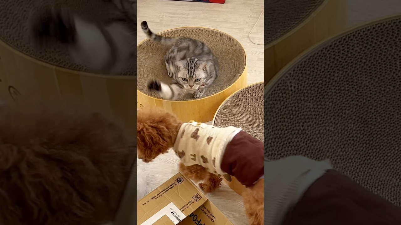 トイプードルのレオくん、あいちゃんに叱られる #猫 #アメリカンショートヘア #shorts
