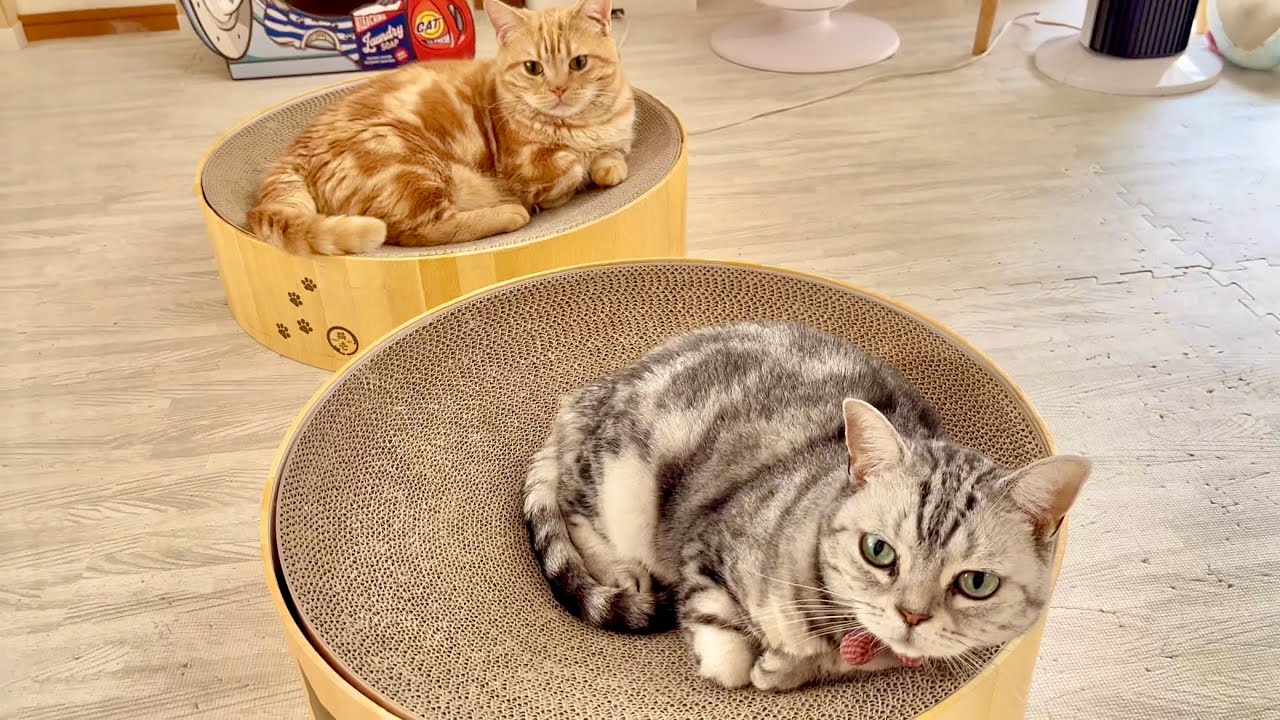 ちゃーぼーと仲良しなあいちゃん