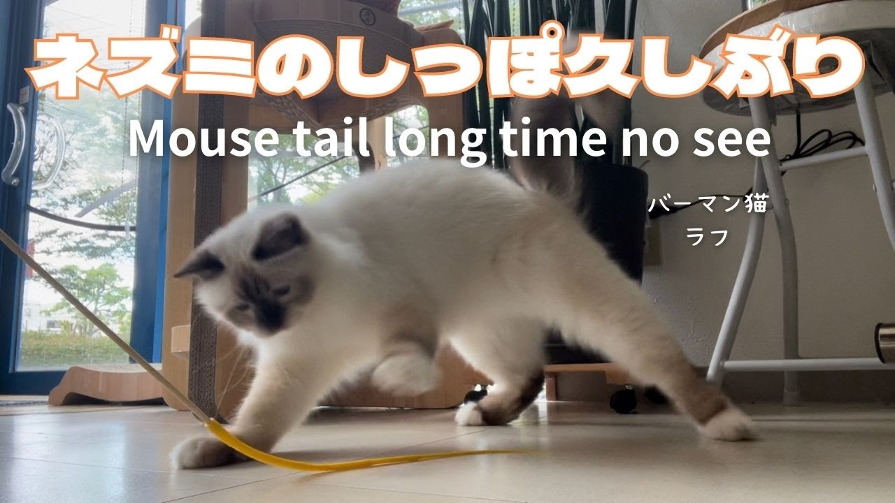バーマン猫ラフ【ネズミのしっぽ久しぶり】Mouse tail long time no see（バーマン猫）Birman/Cat
