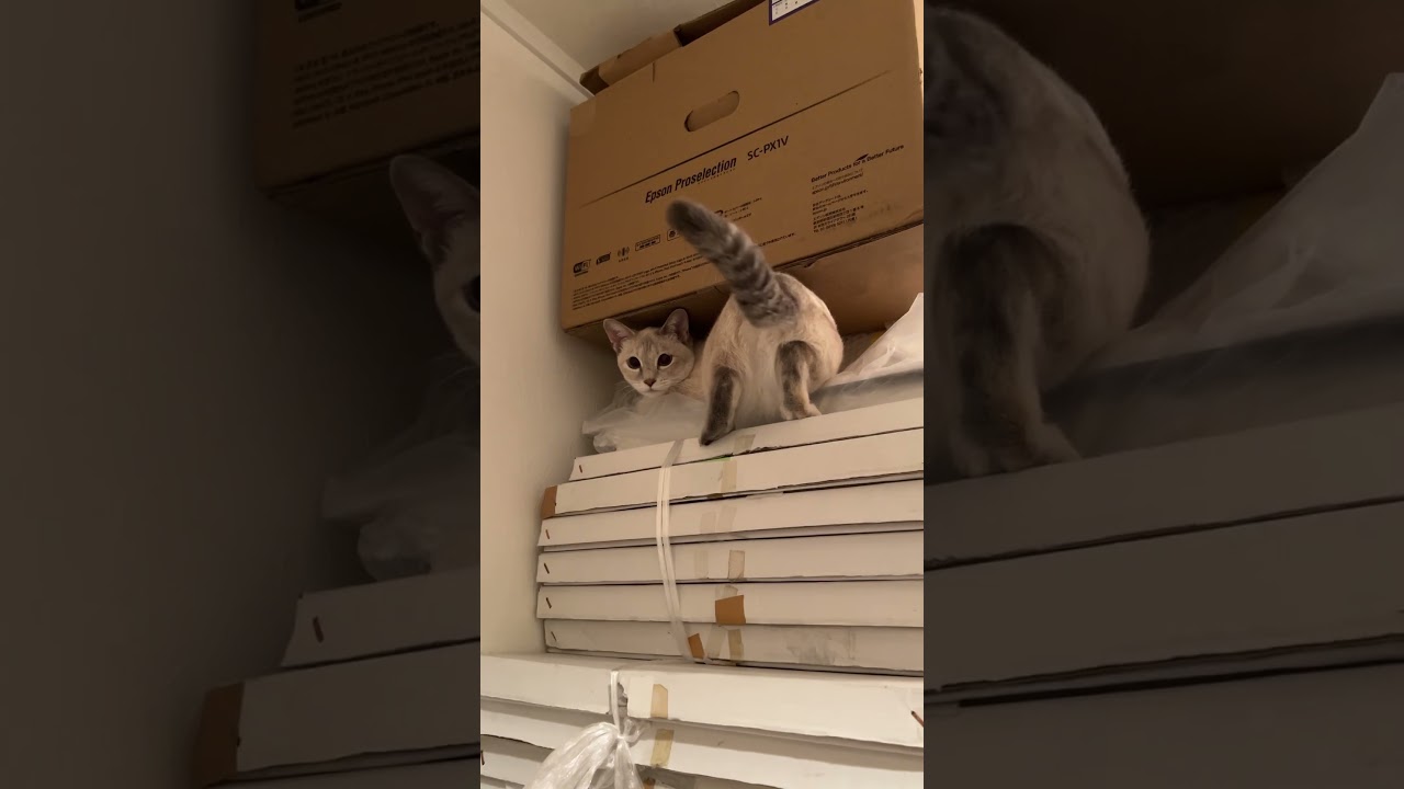 高いところが好き　#シャムトラ #シャムミックス #猫 #cat