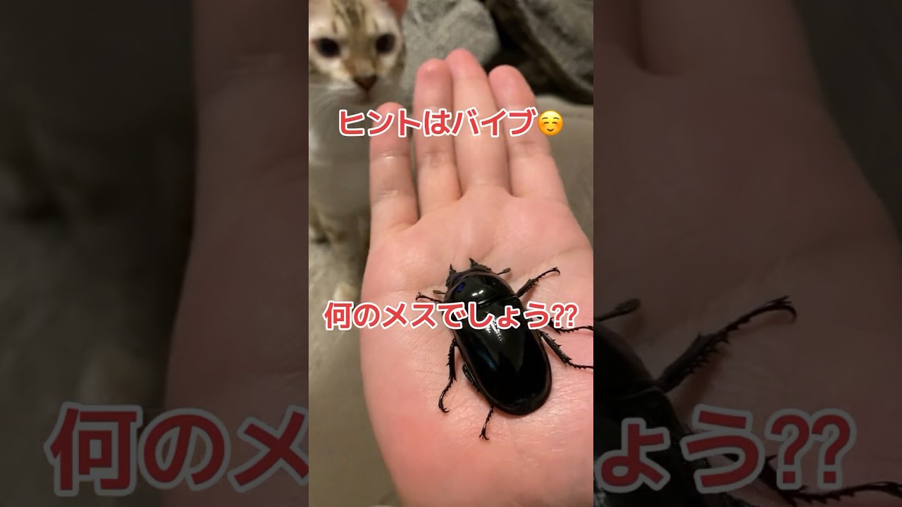 何クワガタのメスでしょうか？　ヒントはバイブです♪ 見守るベンガル #クワガタ #カブトムシ #ベンガル