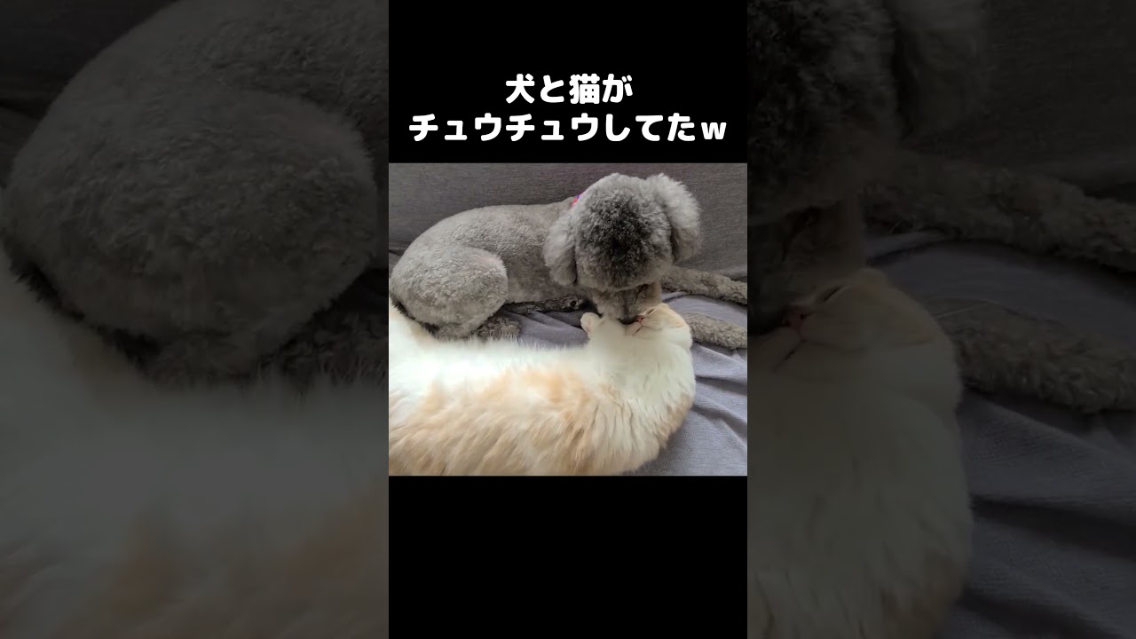 こっそり猫と犬がチュウチュウしてた...笑#shorts