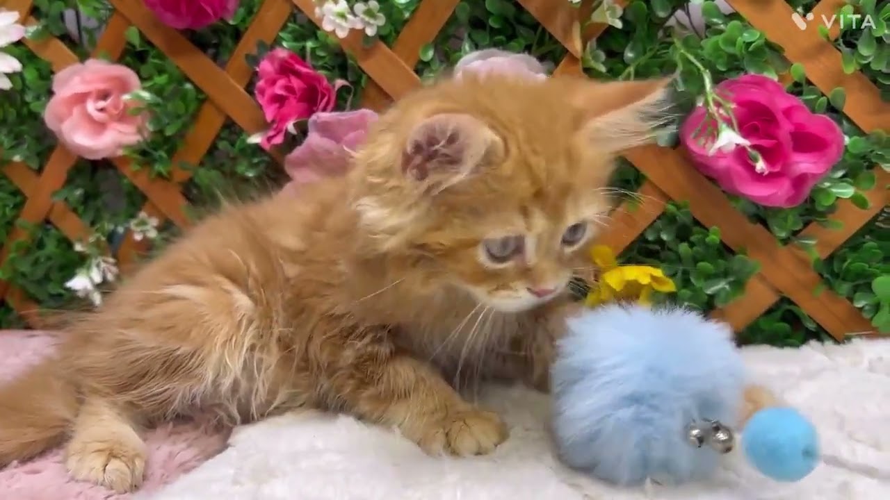 スコティッシュフォールド 夏休み最終セール✨️　レッドタビー（ミディアム）