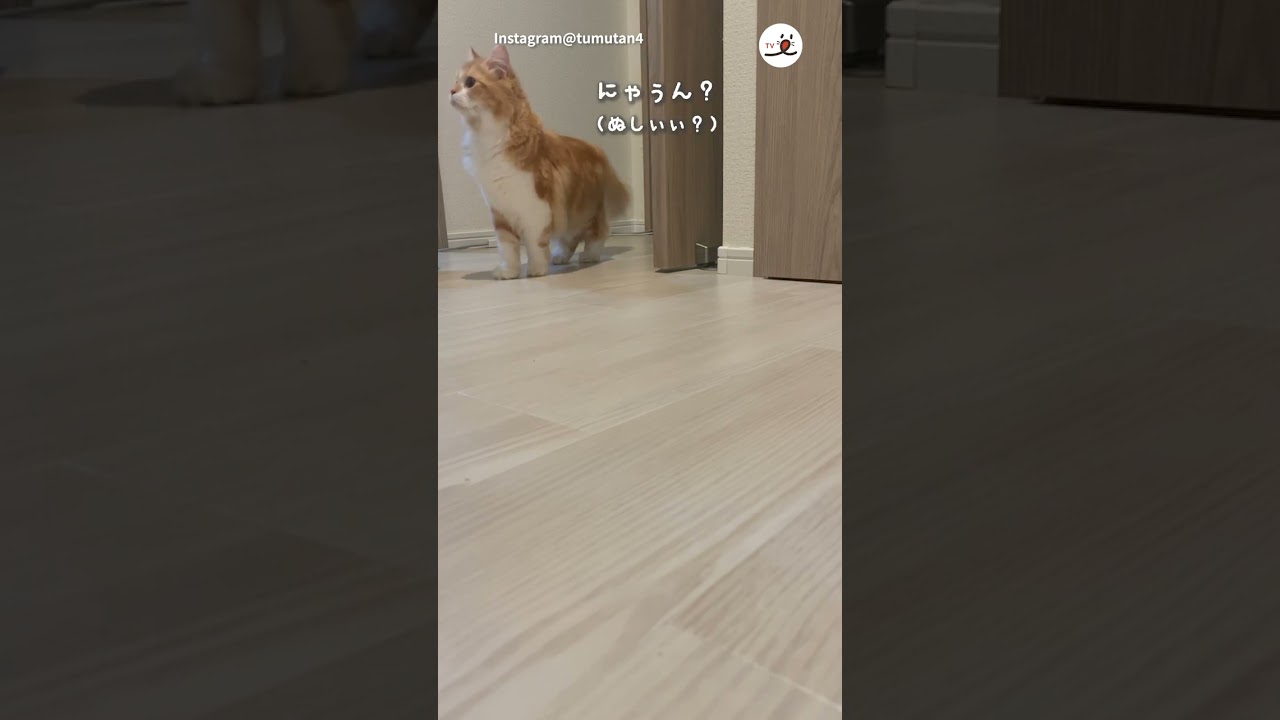 飼い主さんがいなくなった…！｜PECO  #マンチカン #子猫 #kitten #kittenmeowing #meowing #munchkin #猫のいる生活 #猫との暮らし #猫と暮らす