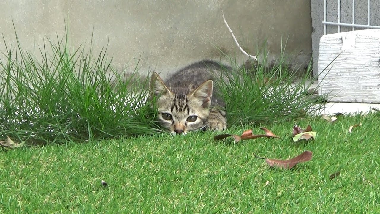 めっちゃいい隠れ場所だと思っている子猫
