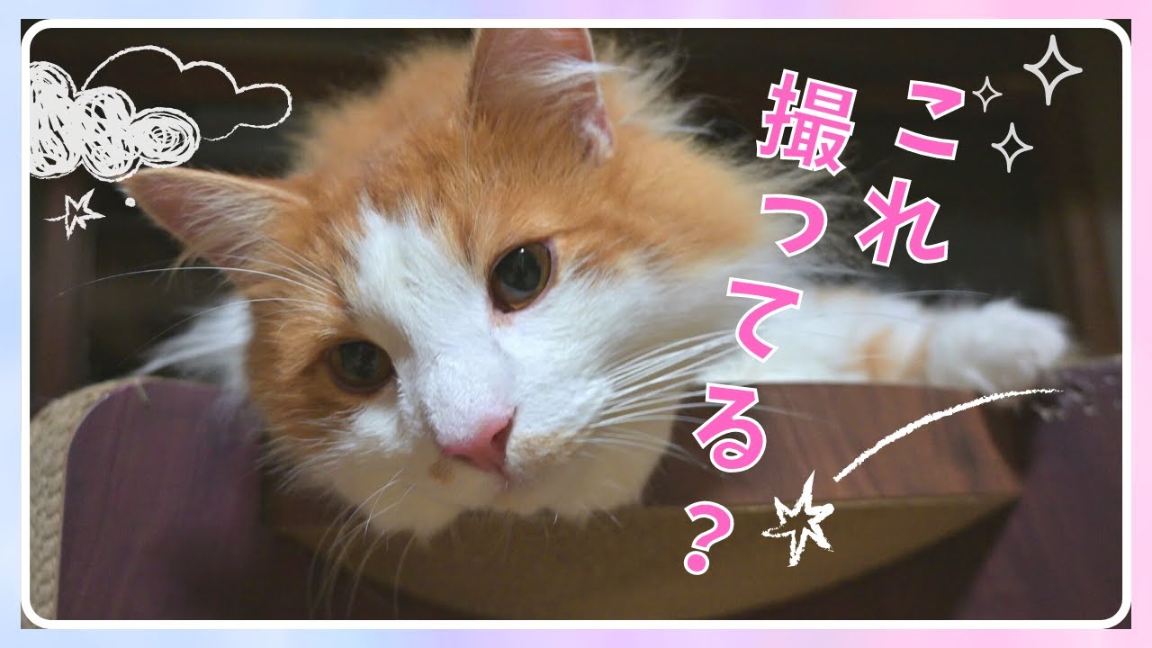 迷惑行為!? カメラに突撃して撮影を邪魔する猫。【ノルウェージャンフォレストキャット・サイベリアン】