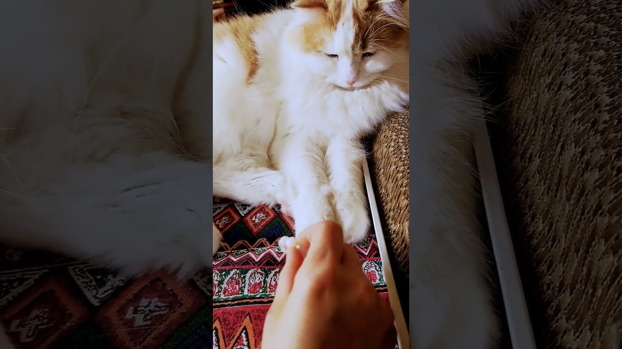 パワーストーンが大好きで離さない猫#ラガマフィン#大型猫
