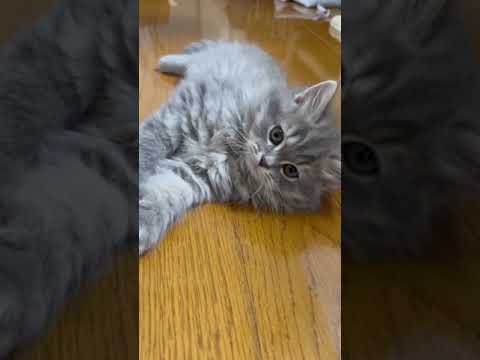 スコティッシュフォールド ブルータビーの男の子♪