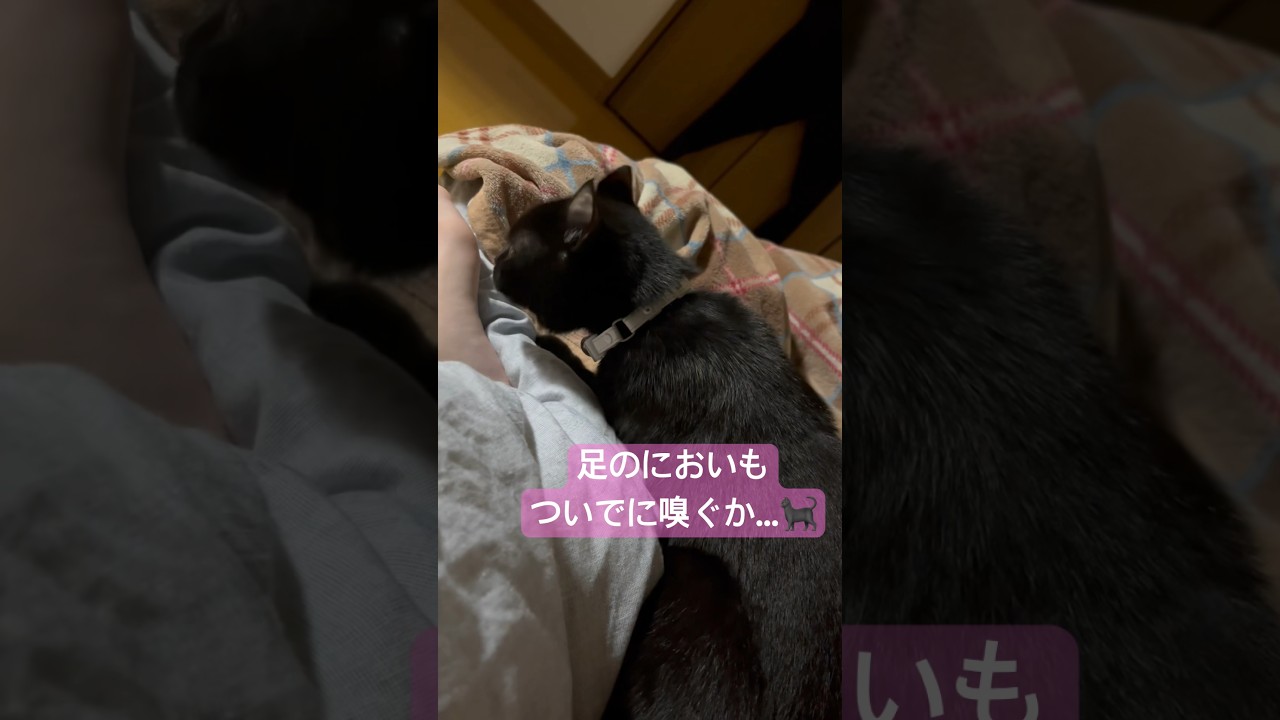 目覚めたら匠猫様がいらっしゃいました🐈‍⬛エマ様のふみふみが可愛い❤️‍🔥#shorts #cat #アメリカンカール #猫 #ねこ #cute #americancurl