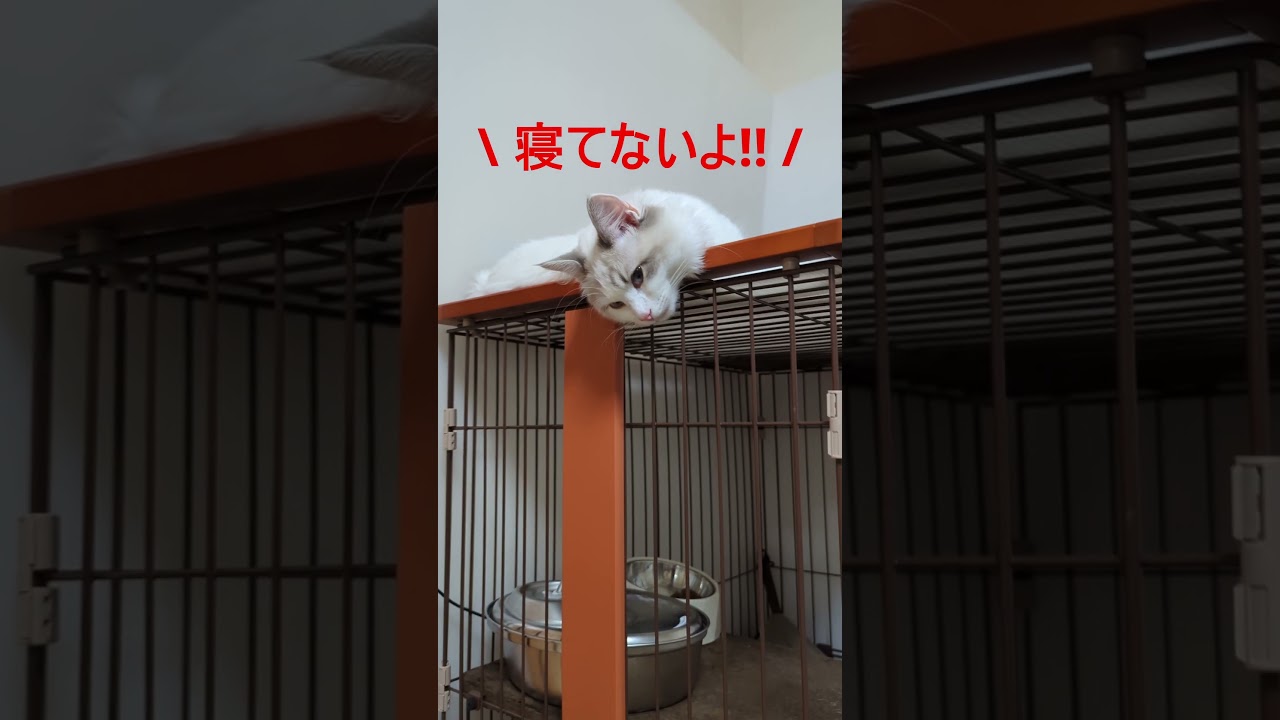 おもしろい寝相だなと思って近づいたらまさかのｗ #ラグドール #ragdoll #こねこ #kitty #ブルーポイントバイカラー #猫