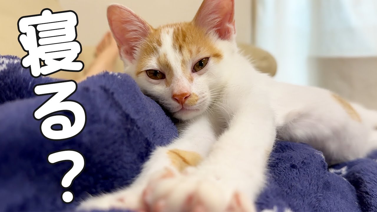 警戒心の強い子猫を寝かせるチャレンジしてみます！