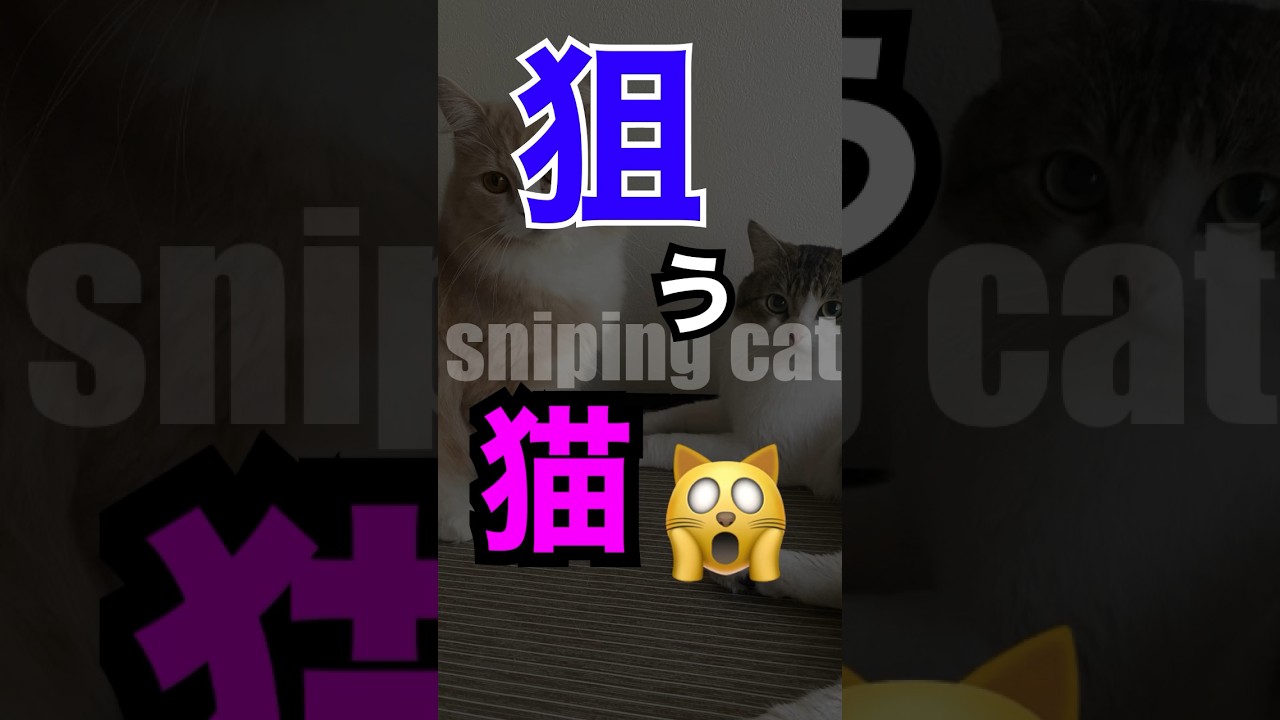 【マンチカン】朝食を狙うニャンコ達　#shorts #cat #ねこ