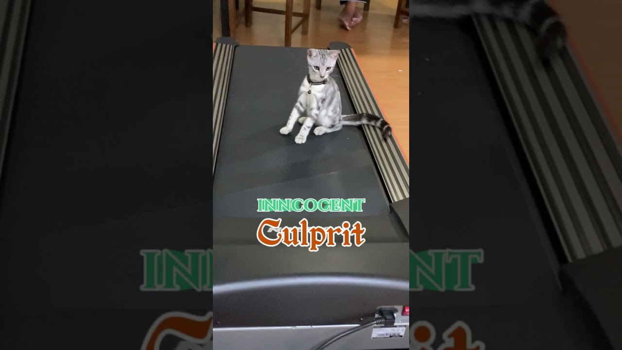 American Shorthair Cats At War ... แมวน้อยน่ารักในสงคราม #americanshorthair