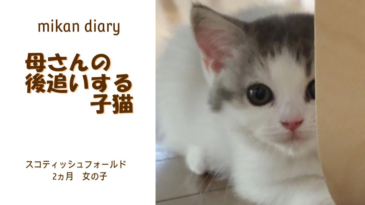 【スコティッシュフォールド】後追いする子猫が可愛かった