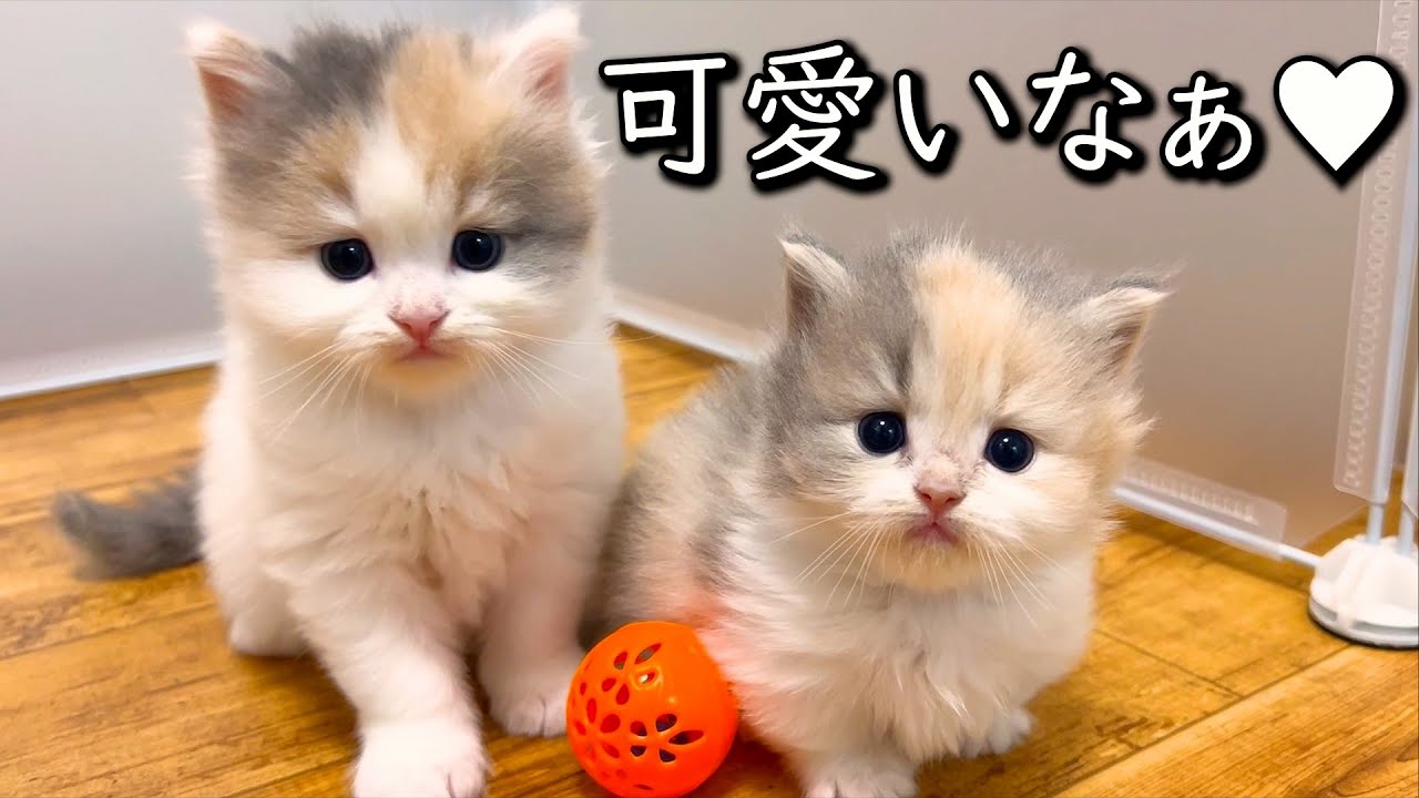 【マンチカンの子猫】可愛すぎてママとの思い出を思い出す件 ∼猫のいる生活Vol.788~ 出産動画 マンチカン短足・ミヌエット・ペルシャ猫専門ブリーダー『ペット蔵人』【子猫の成長記録】