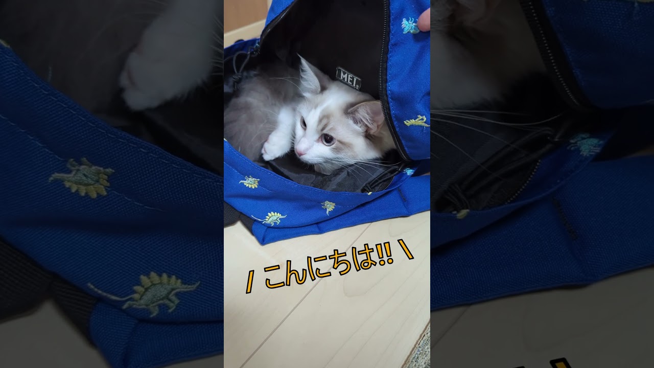 かくれてるのだれかな？ #ragdoll #ラグドール  #kitty #こねこ #ブルーポイントバイカラー #猫