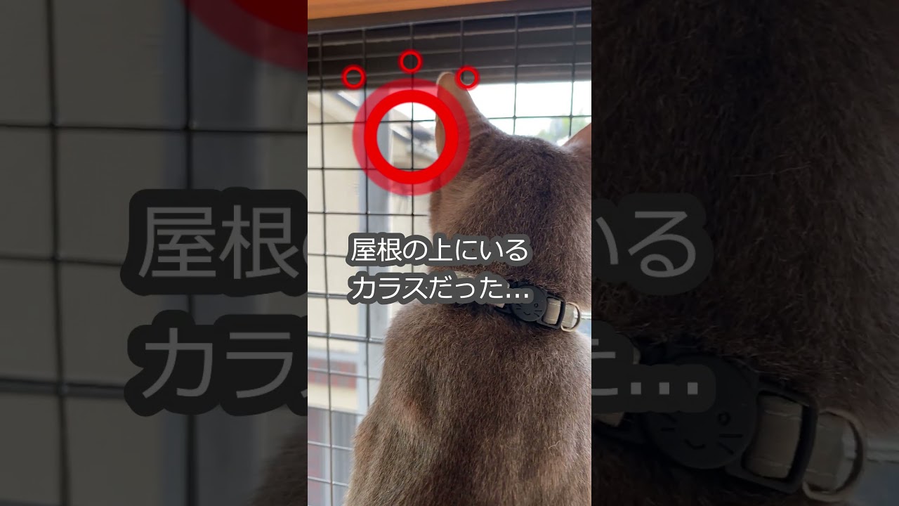(アビ) 何かを狙っていると思ったら。。カラスだった! #shorts #アビシニアン #猫のいる暮らし #獲物を狙う猫