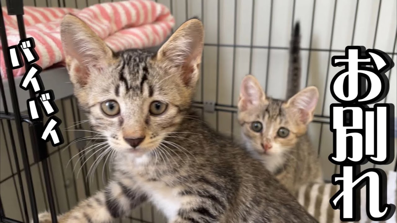 保護した子猫が我が家を去り保護猫シェルターに引越しします