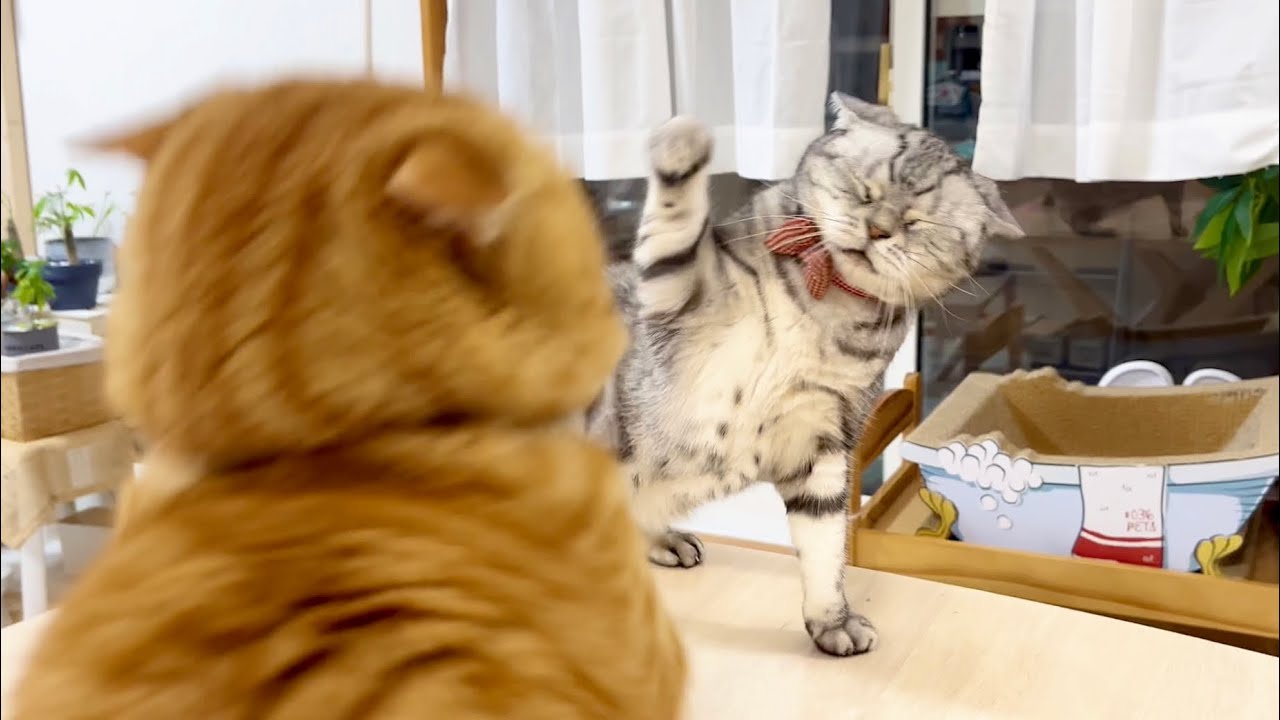 あ！あいちゃんも目つぶってる！ #猫 #マンチカン #アメリカンショートヘア