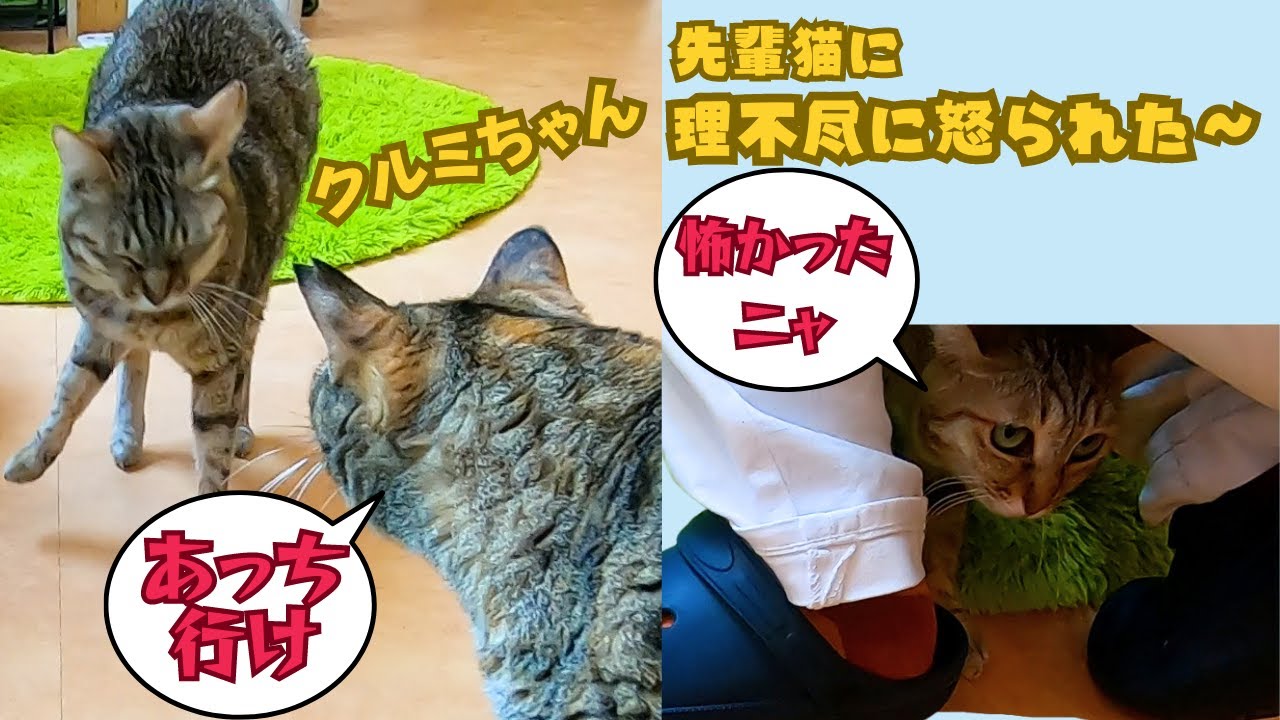 オシキャットに似たキジトラは超ビビり先輩サビ猫に理不尽に怒られ逃げられた（保護猫猫の恵庭）難波Pheasant resembling an Ocicat gets unreasonably angry