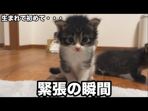 【保護猫】生まれたて子猫が初めて挑戦します