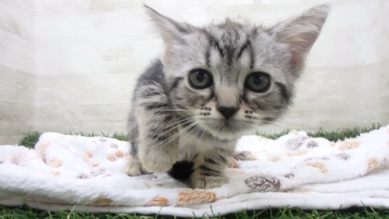 Coo&RIKU　No00643343 アメリカンショートヘアー