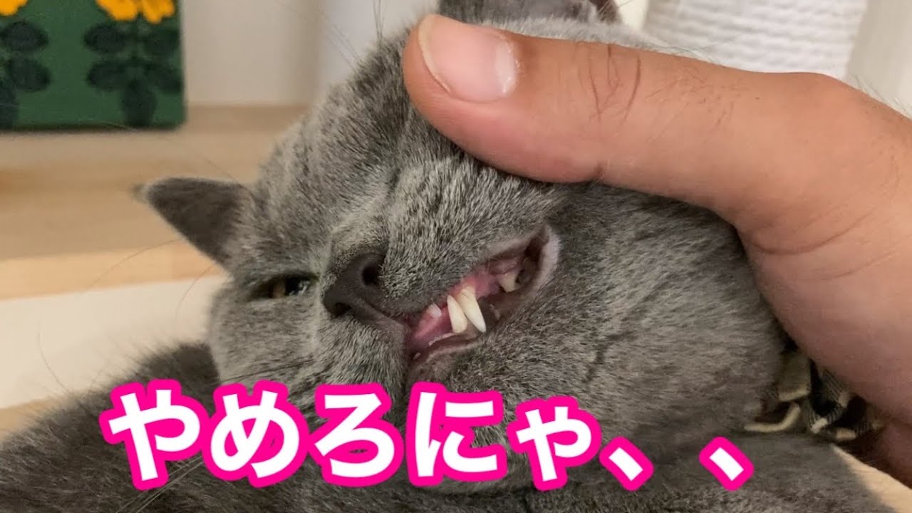 猫の八重歯がかわいくて見てたらこーなった【ブリティッシュショートヘア】