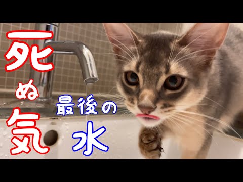 【灼熱過ぎた】夏休み最後の子猫の末路がコチラ❗️【ソマリ】