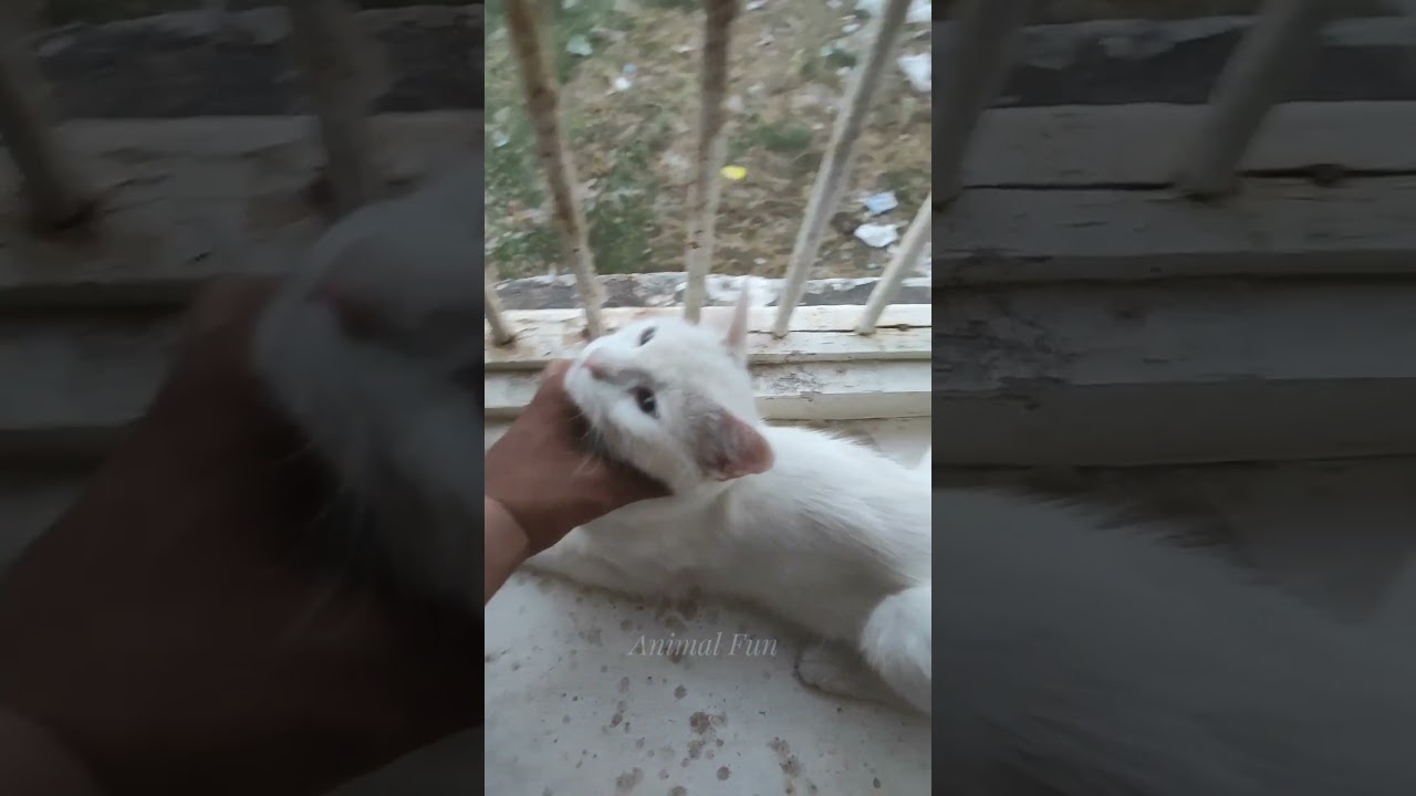 Cute Cat 😍 #cat #shorts