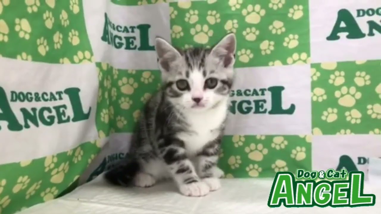 アメリカンショートヘアー 2308137 【ペットショップエンゼル　子犬・子猫販売】