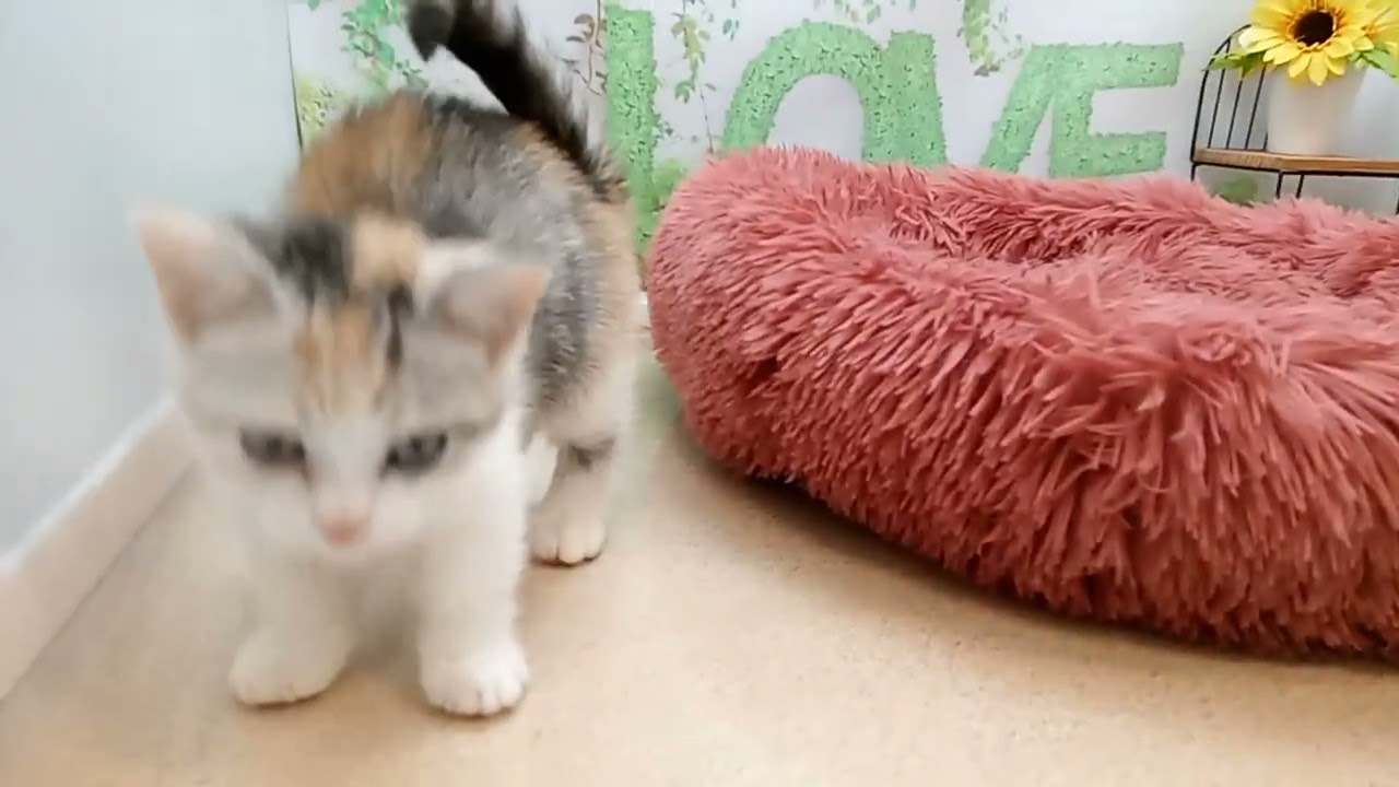 647744 マンチカン