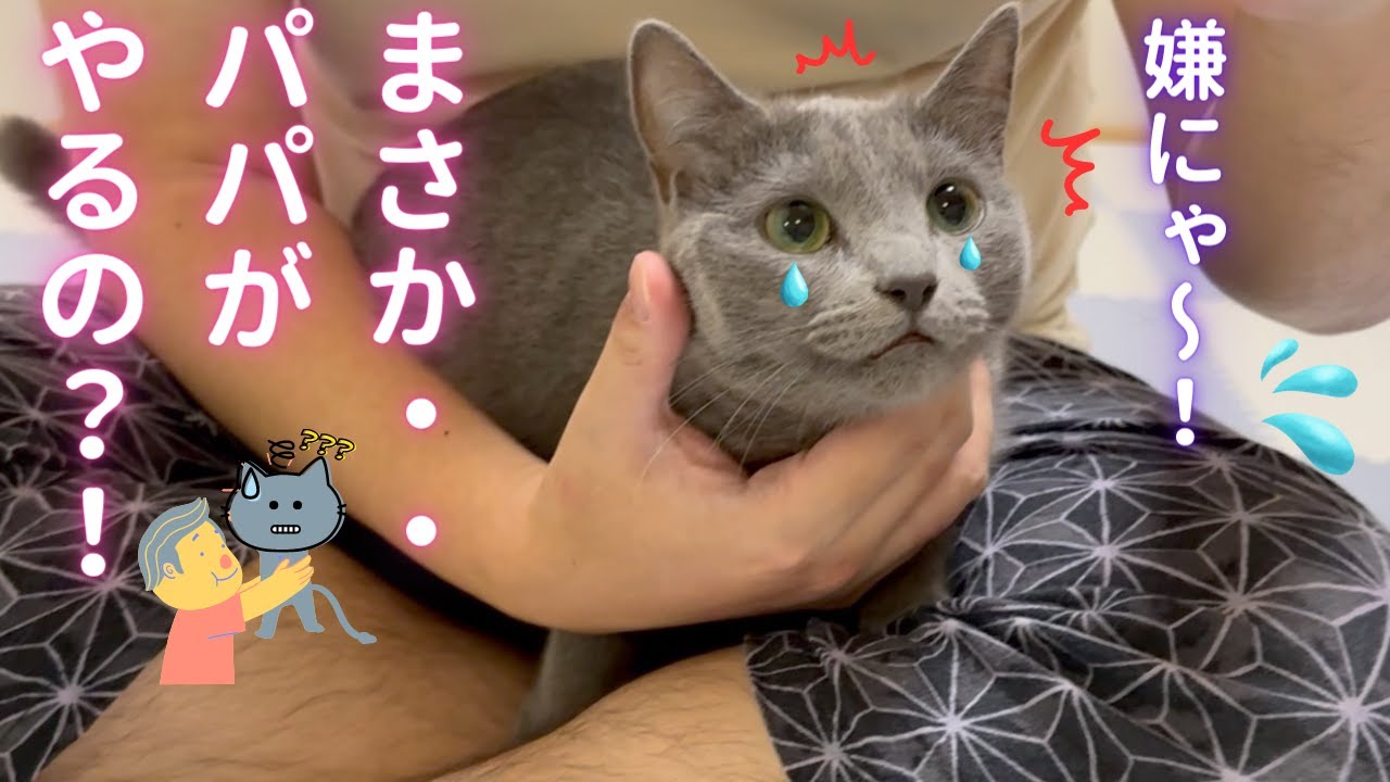 そらちゃん恐怖‼️パパの試練‼️（ロシアンブルー）