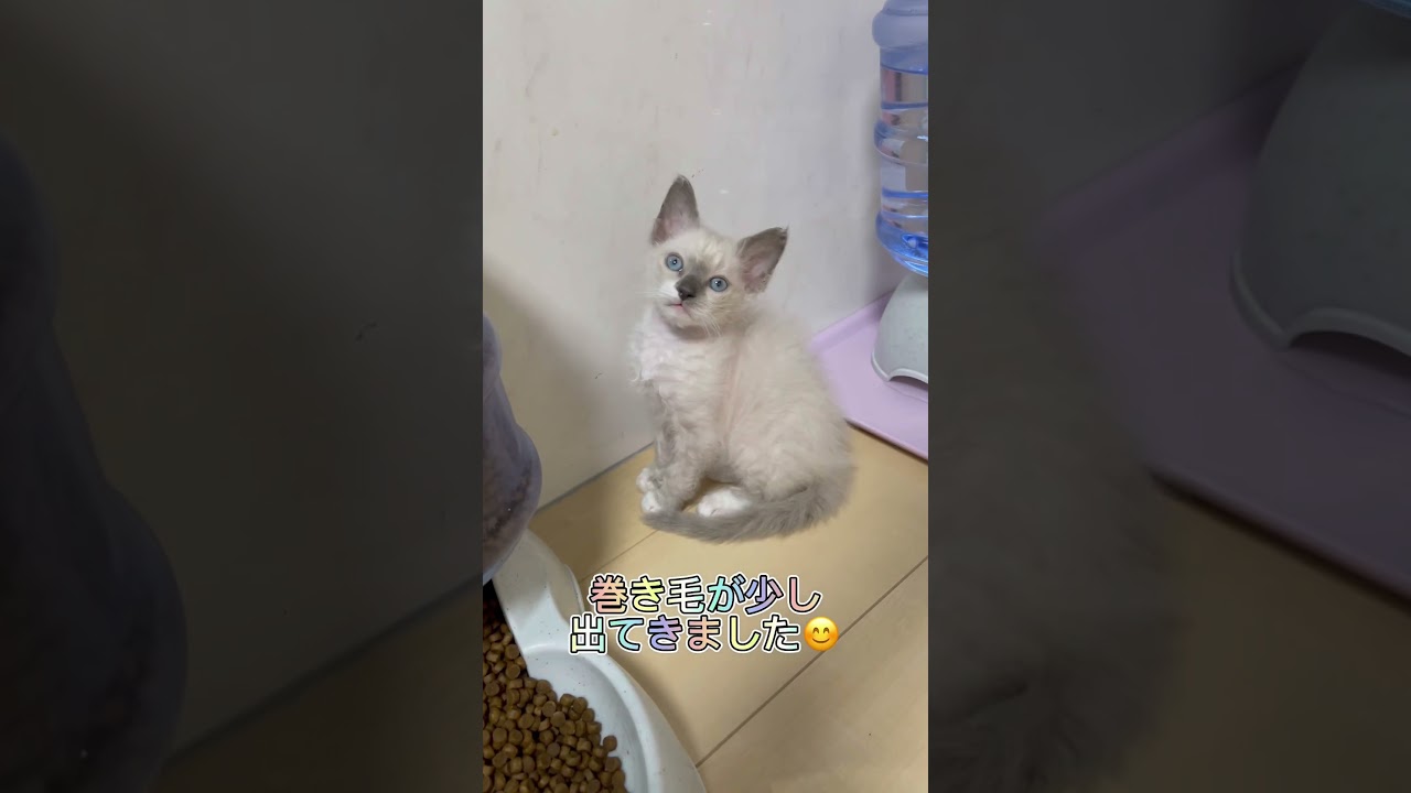 ポイントカラーラパーマちゃん🩷 【お問合せ詳細は説明欄に記載あります】 #スクーカム #ブリーダー直販 #マンチカン #ミヌエット #ラパーマ #子猫 #子猫販売 #猫 #猫のいる暮らし #猫動画