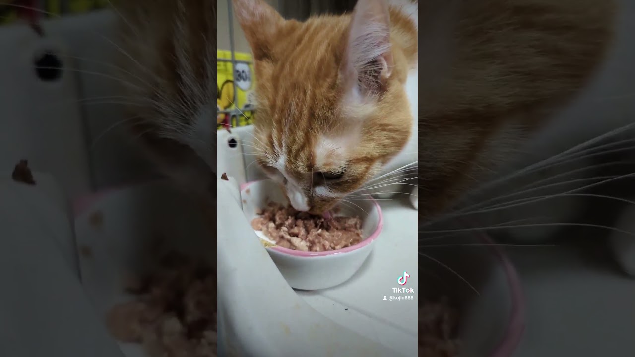 8/21ねこさんの晩餐会（´・ω・`） #ねこ #cat #アビシニアン #マンチカン #キジトラ #猫 #短足マンチカン #abyssinian #短足 #cute