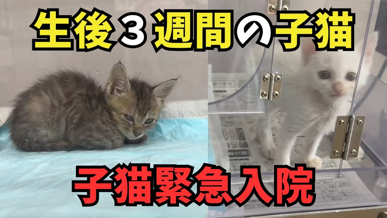 生後３ヶ月の子猫。緊急入院とその後のこと