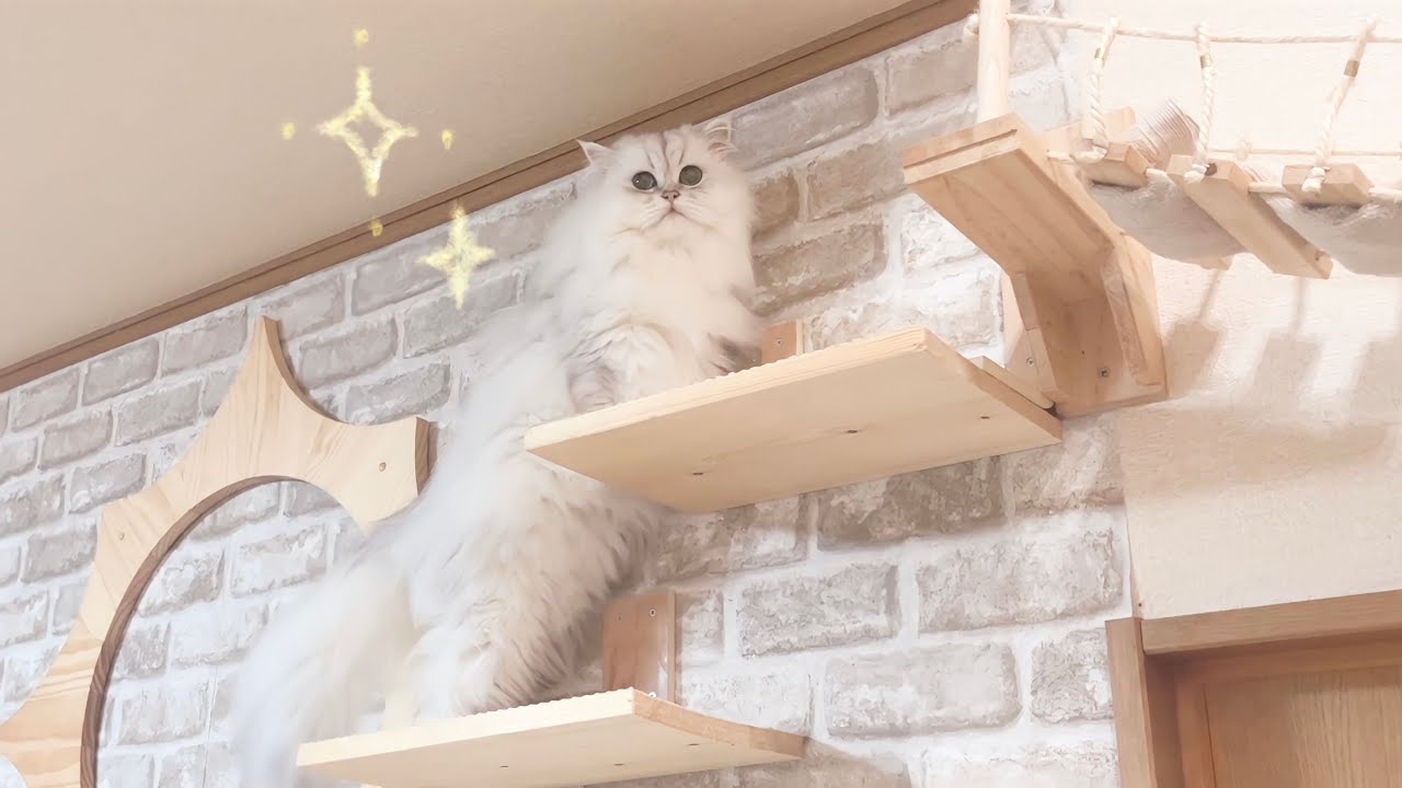 キャットステップの頂上(?)に辿り着いたペルシャ猫...！