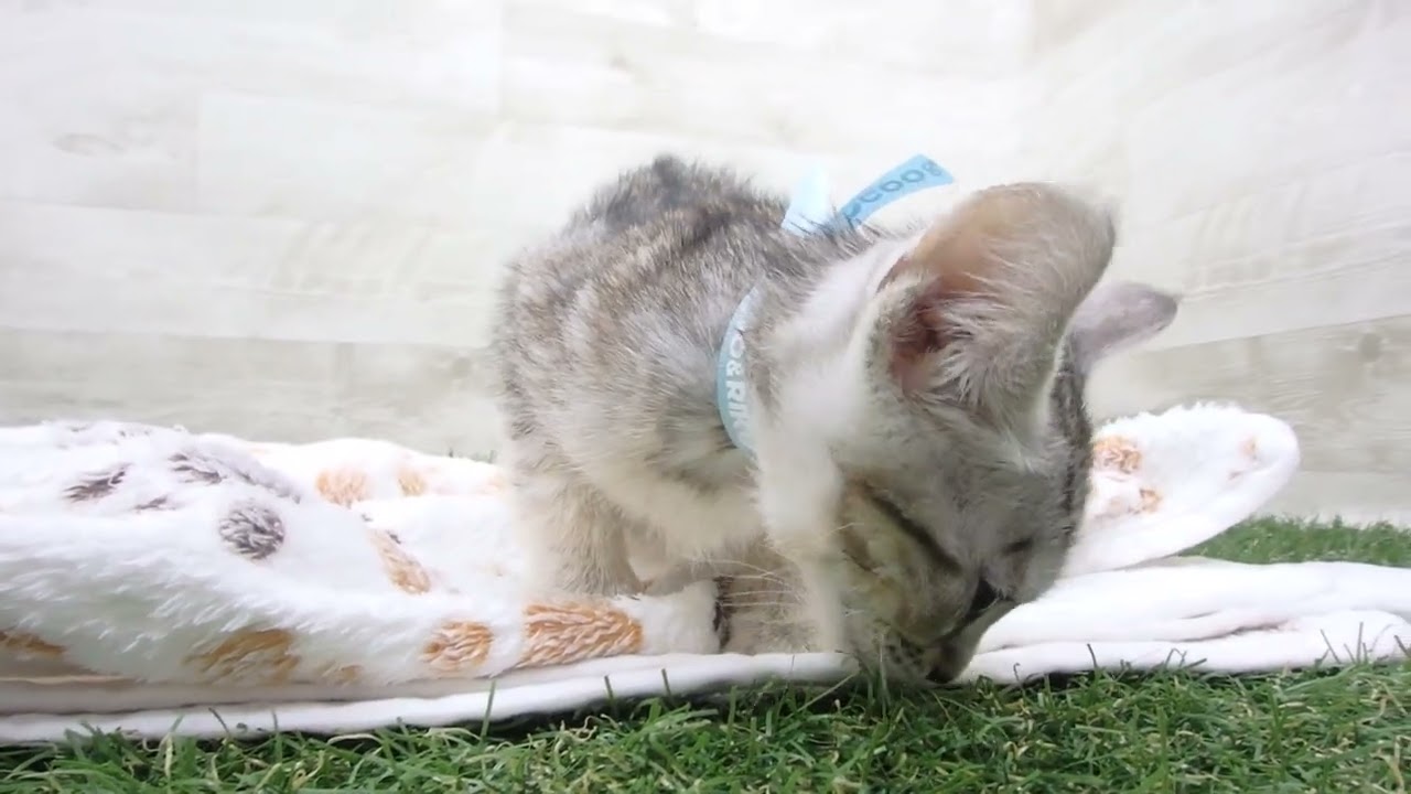 Coo&RIKU　No00643329 エジプシャンマウ