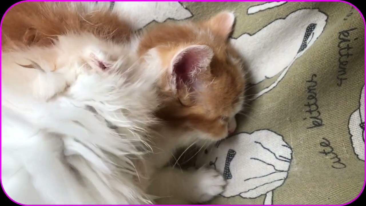 スコティッシュ赤ちゃん🐱今日生後２ヵ月💕皆様💕ありがとう💕