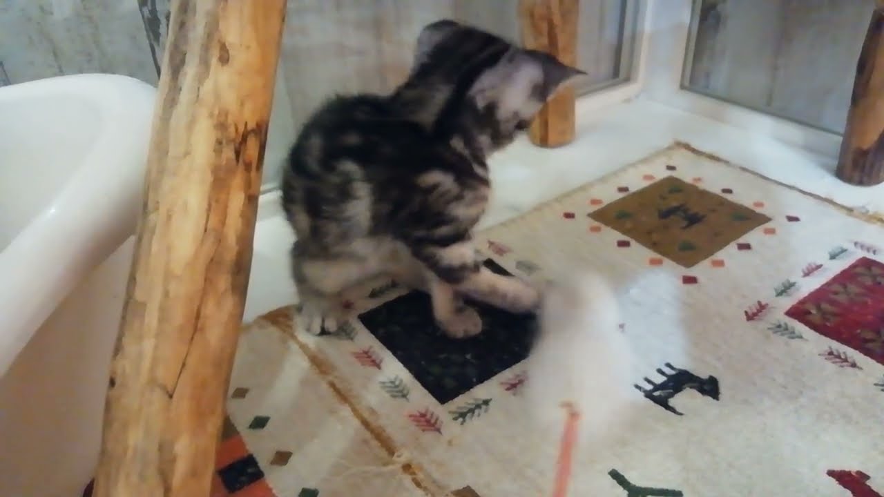 アメリカンショートヘアー　女の子　2023/6/25 生まれ