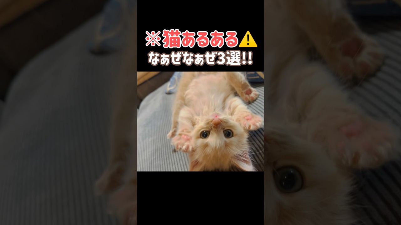 【猫あるある3選】なぁぜなぁぜ？