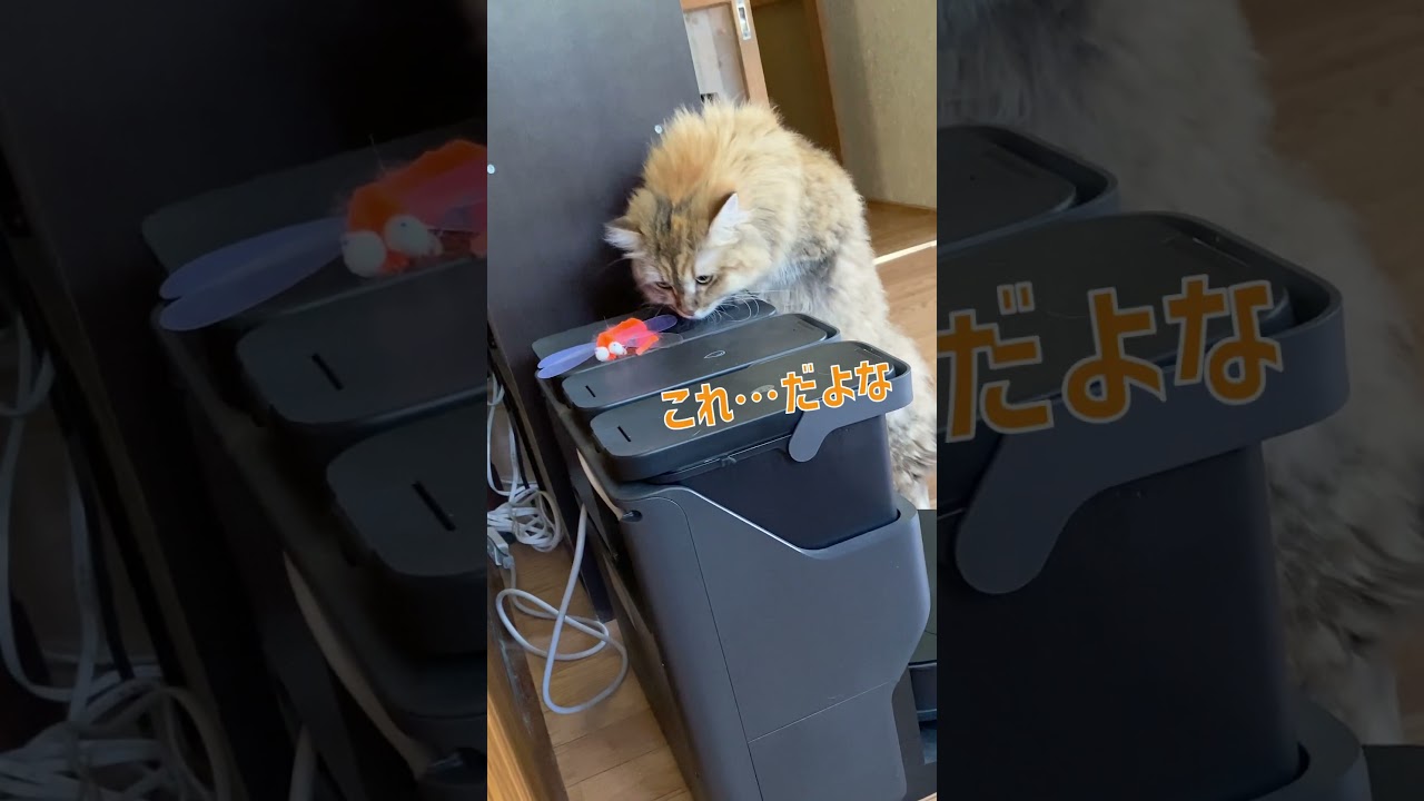 鳴きながらおもちゃを探す猫 #shorts  #サイベリアン #鳴き声