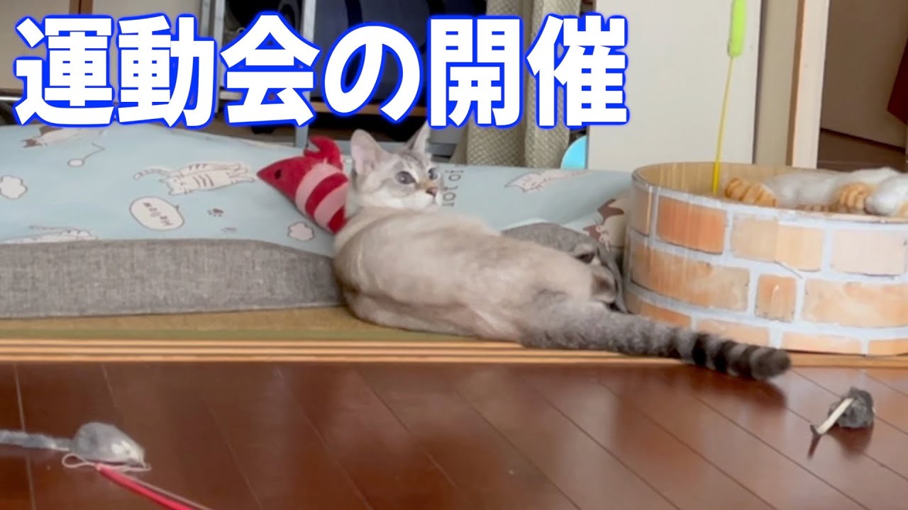 かわいすぎる兄猫＆子猫！トイレの後は大はしゃぎ運動会