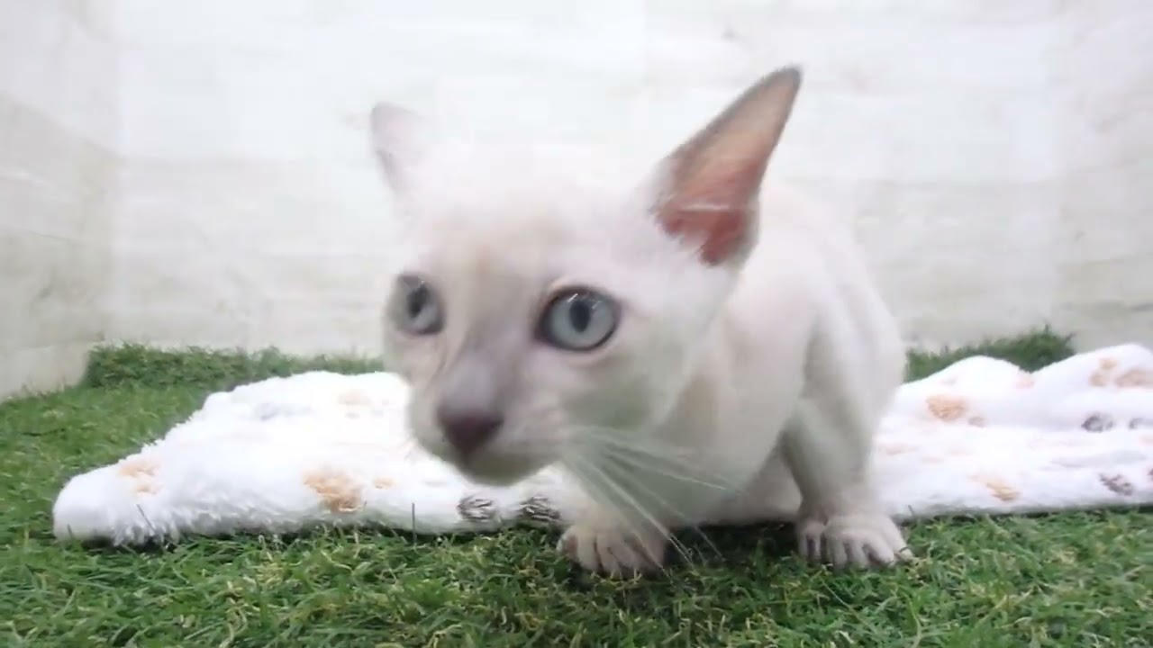 Coo&RIKU　No00647571 トンキニーズ