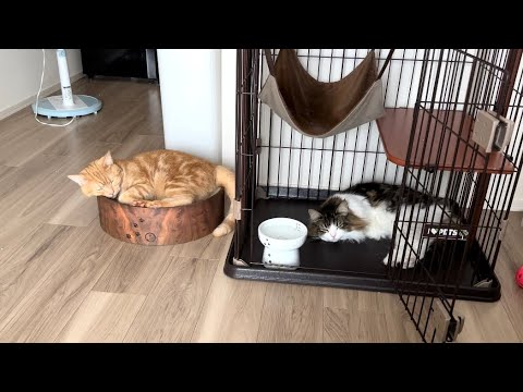 寝る体勢がシンクロしている猫がかわいすぎたw