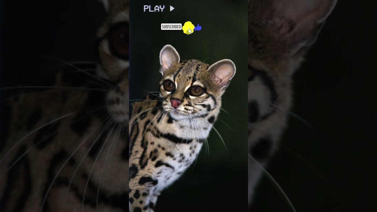 Cunaguaro | Datos Curiosos | #shortsvideo #viral #animales #naturaleza #shortvideo #animal #4k